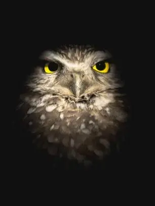 Night Owl Market at Royal Sask Museum, Regina